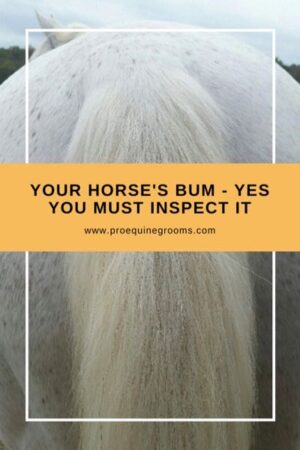 inspect under your horse's tail for bugs, tumors, and skin problems