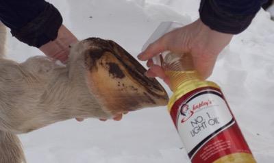 applying oil to a barefoot hoof for snow