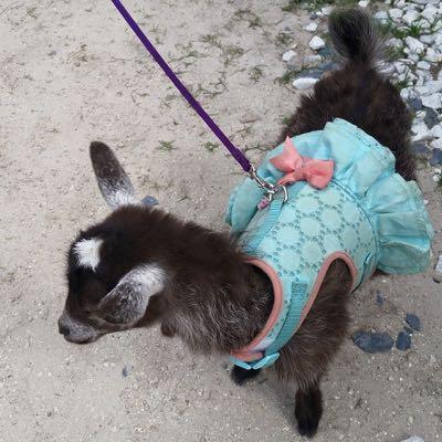 baby goat on a leash wearing a dress