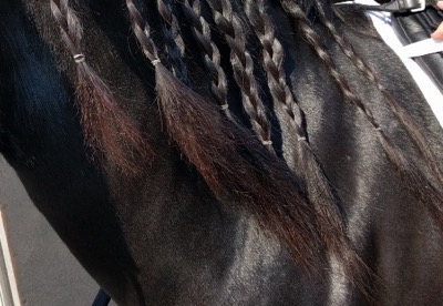 long mane braids on a Friesian horse