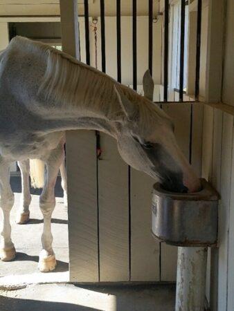 horse drinking from automatic waterer in a stall