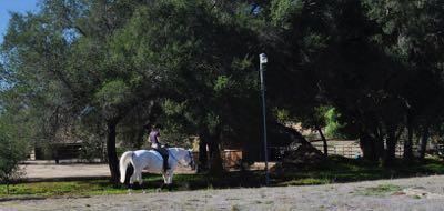 white horse being ridden among oak trees