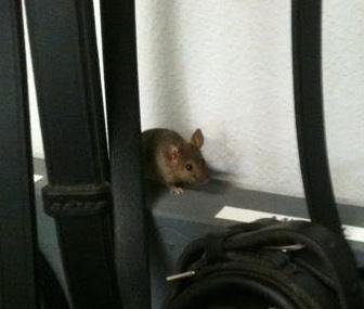 little mouse behind a bridle in a tack room