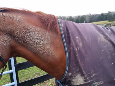 caked-on-mud-chestnut-horse