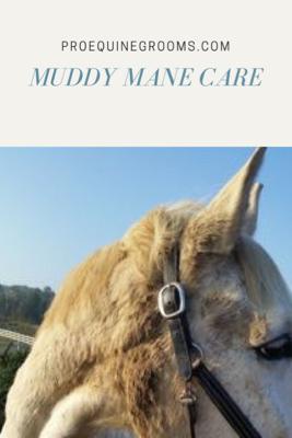 take care of your horse's muddy mane