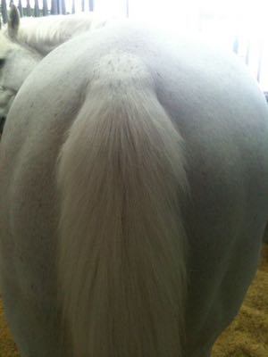 natural horse tail