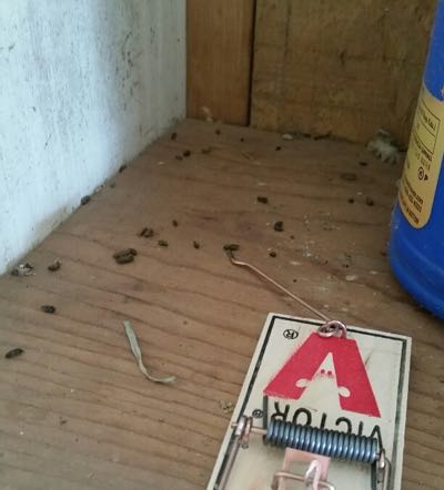 mouse trap and poop around it