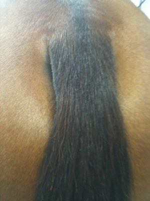 pulled horse tail at the top