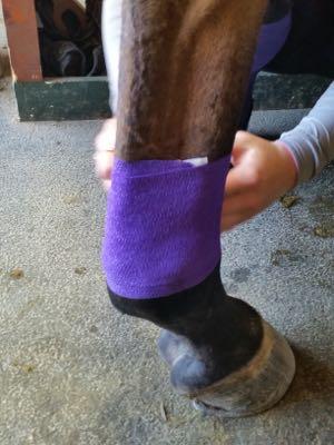 purple vetrap bandage for a horse