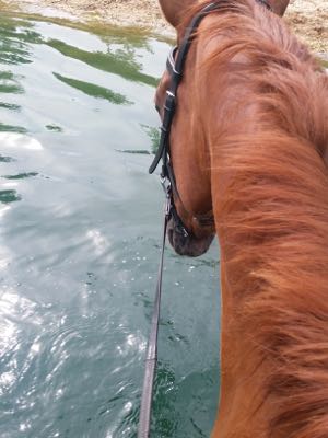 chestnut-horse-swimming