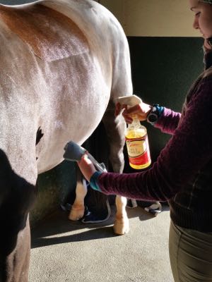 grooming oil on a horse after clipping