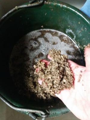 wet beet pulp in a bucket