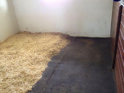 matted horse stall with half covered in shavings