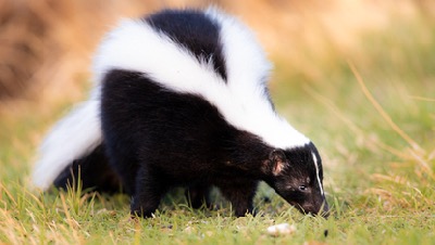 very cute and stinky skunk