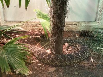 rattlesnake in a zoo