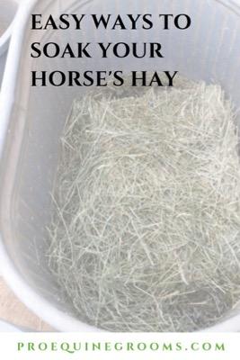 soak your horse's hay