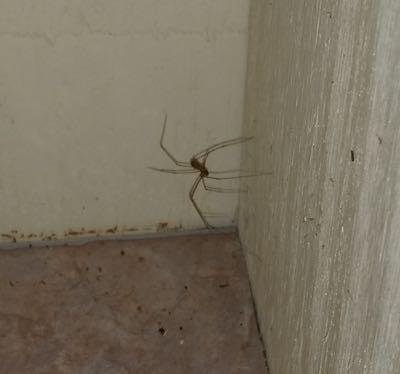 small spider in a corner 