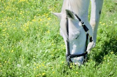gray horse in deep spring grass with grazing muzzle