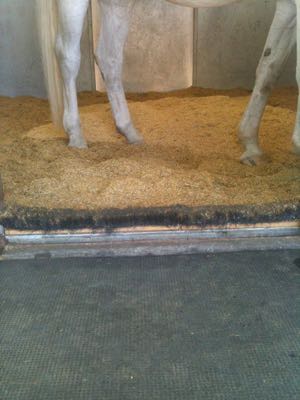 horse in stall with rice hull bedding and broom across door