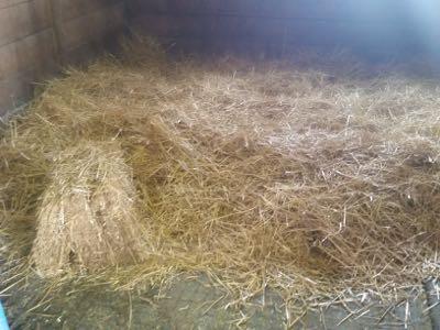 straw bedding for horses