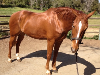 full body shot of shiny chestnut horse