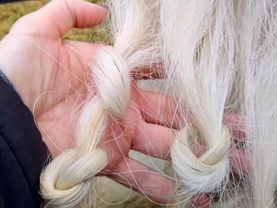 loose knots in a tail