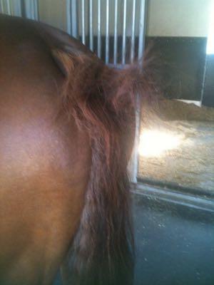 itchy horse tail rubbed hair