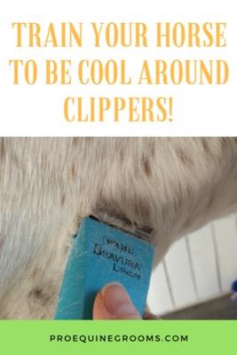 teach your horse to like clippers