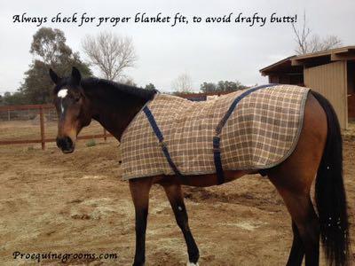 horse wearing a fly sheet that's too small