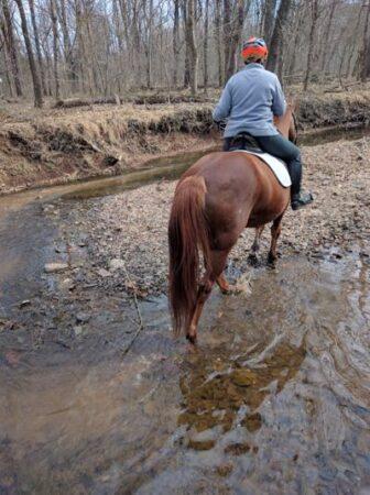 horse walking through the creek
