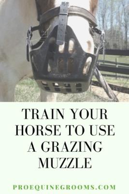 train your horse to use a muzzle