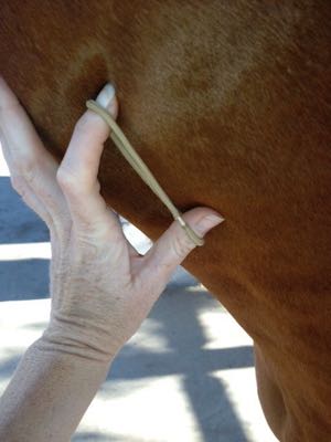 horse-iv-injection