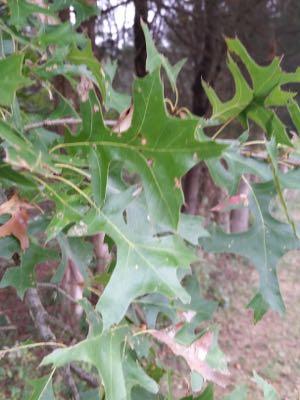oak leaves from a tree