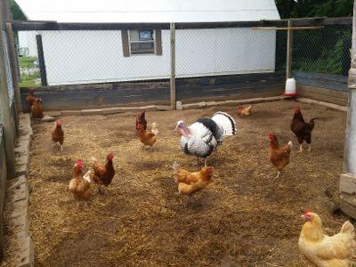 Horses and Chickens? - Pro Equine Grooms