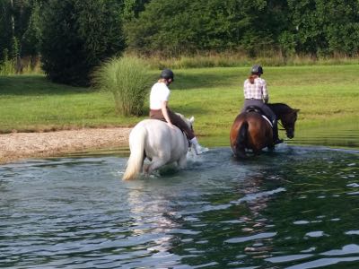 two-horses-swimming
