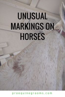 unusual markings on horses 