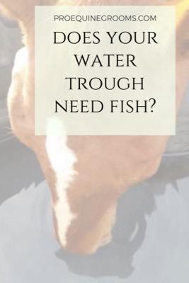 does your water trough need fish