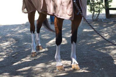 chrome-socks-on-horse