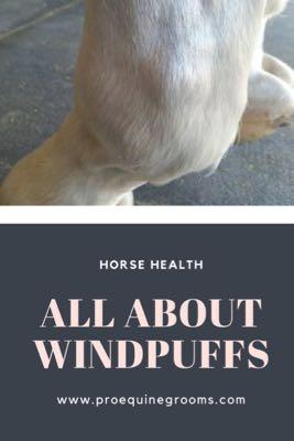 windpuffs on horses
