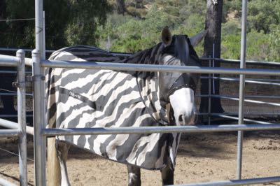 zebra print fly sheet on a horse
