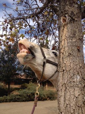 horse lifting upper lip behind a tree