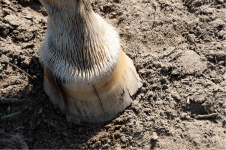 horse hoof with cracked walls and white line disease