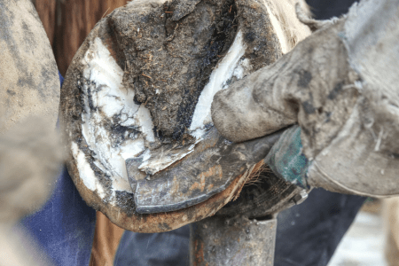horse hoof showing the sole and frog with patches of thrush hoof infection