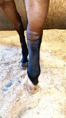 bay horse with swollen hind leg