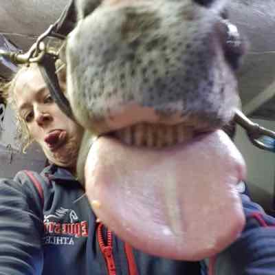 horse and owner sticking out tongues