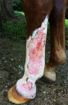 EPD on white part of lower horse leg