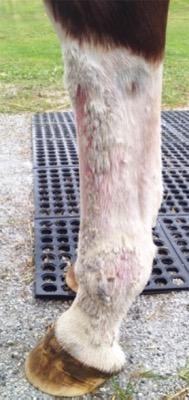 healing EPD on white horse leg