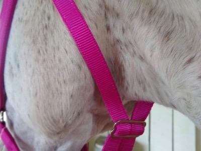 pink halter throat latch of the greenguard grazing muzzle halter