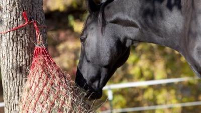horse eating from hay net attached to a tree outside