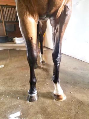 swollen horse leg with a small wound